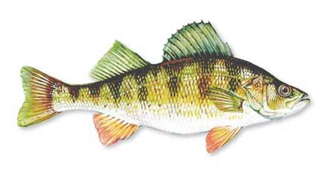 Perch, Yellow | SeafoodSource