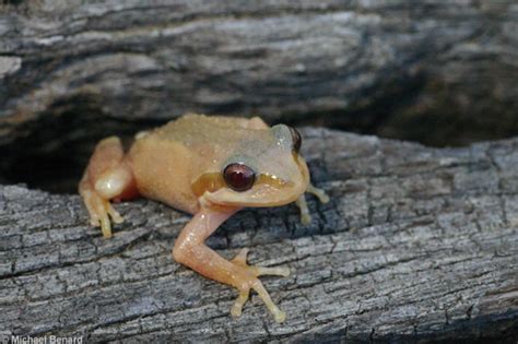 Albino Pacific Chorus Frog