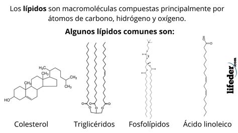 Lipidos Estructura Funcion Clasificacion Y Propiedades 2020 Idea E | Images and Photos finder