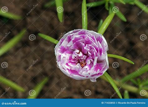 Rose Moss, Strange Flower that Opens at Eleven O Clock Stock Image - Image of romantic, mexican ...