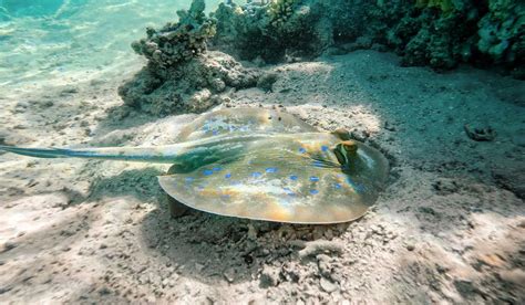 Giant Saltwater Stingray