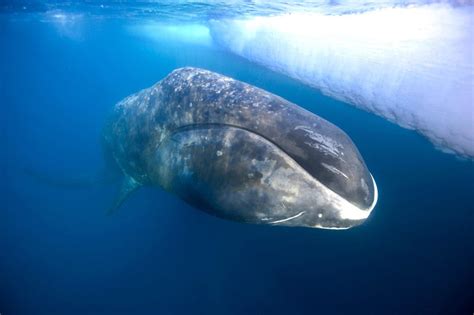 Bowhead Whale Facts | Bowhead Whale Diet & Habitat