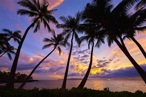 Sunset Palm Tree Wallpapers - Wallpaper Cave