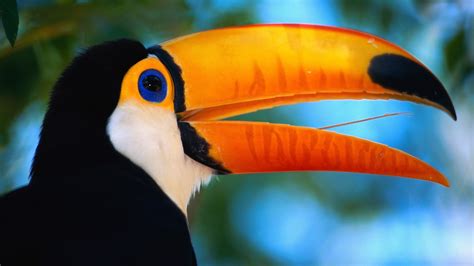 Toucan Beak Bird wallpaper | 1920x1080 | #14465