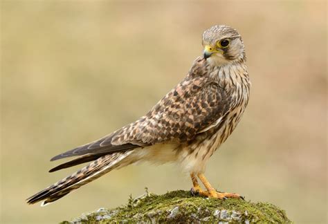 12 Different British Birds Of Prey (Common & Rare) | UpGardener™