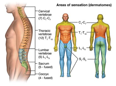 Spinal Cord Injury — Paralysis Center