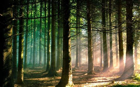 Morning Forest Wallpapers - Top Free Morning Forest Backgrounds - WallpaperAccess