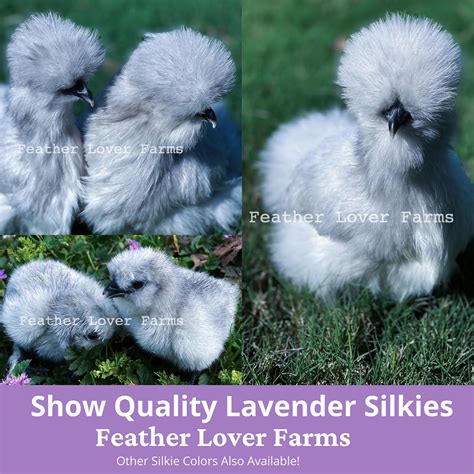 Silkie Chicken Lavender