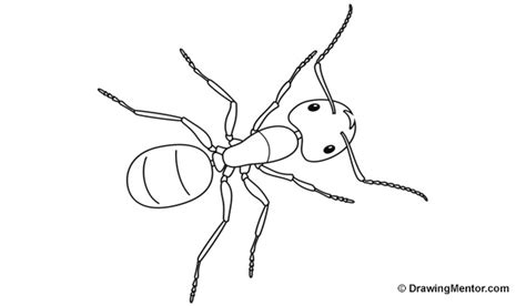 How to Draw an Ant - Step-by-Step Drawing Tutorial