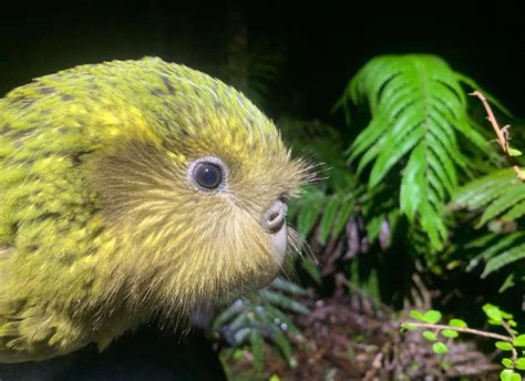 Conservation scientists are using cutting-edge tech to save the kakapo ...