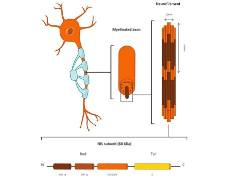 Neurofilament Light Chain (NfL)* Testing Service - Siemens Healthineers USA