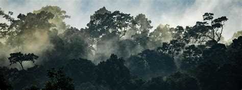 panorama banner background of tropical forest landscape scene for using in concept of ...