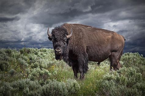 American Buffalo or Bison in Yellowstone Photograph by Randall Nyhof ...