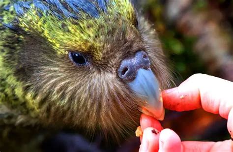 Kakapo - Description, Habitat, Image, Diet, and Interesting Facts