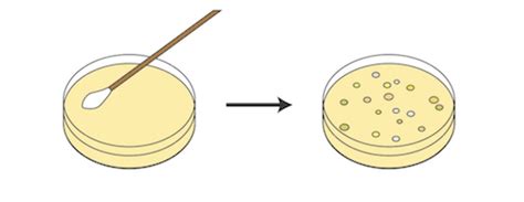 Download High Quality bacteria clipart petri dish Transparent PNG ...