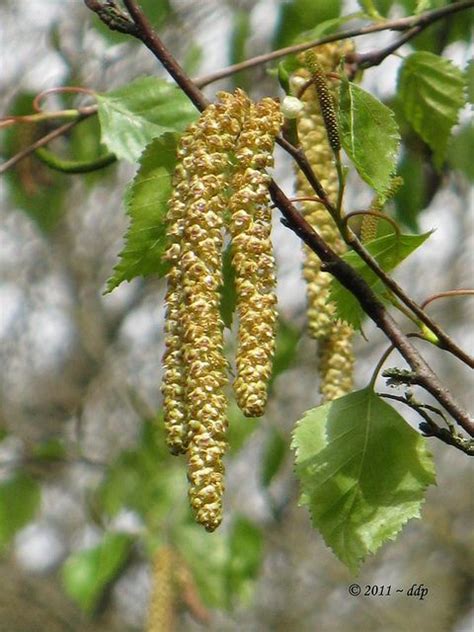 Tree Seed Identification Chart | Tree Seeds Identification http://www.flickr.com/photos/delina ...