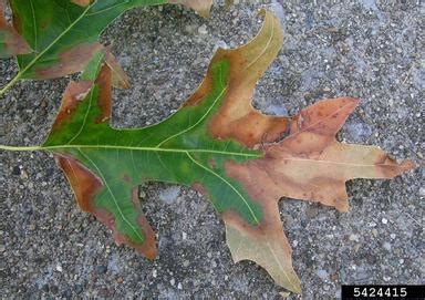 Pierce's disease (Xylella fastidiosa ) on pin oak (Quercus palustris ...