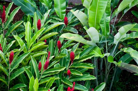 Red Ginger Plants - Thuem Garden Plant