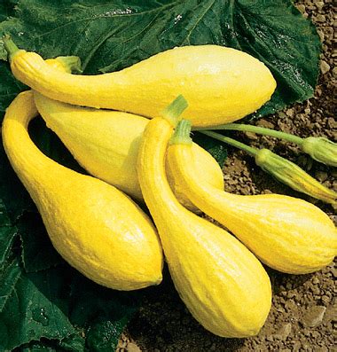 Crookneck squash - Alchetron, The Free Social Encyclopedia