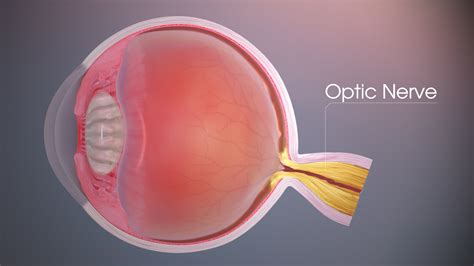 Optic Nerve | Natural Eye Regeneration