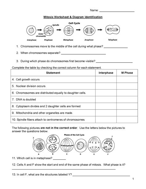 Mitosis Worksheet Diagram Identification - Worksheets For Kindergarten