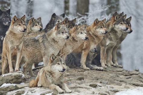 Wolf pack | Pack of wolves, Wolf pictures, Wolf in snow