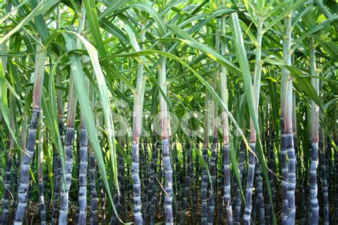 Plantation DE Canne À Sucre Photos - FreeImages.com