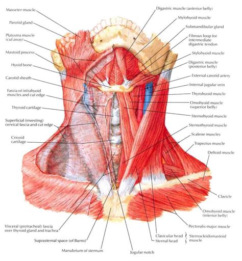 Penetrating Neck Injuries – Core EM