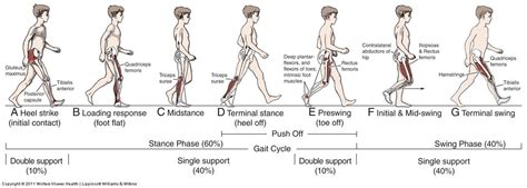 Primary muscles used during the gait cycle: 1.tibialis anterior (after heal strike to lower foot ...