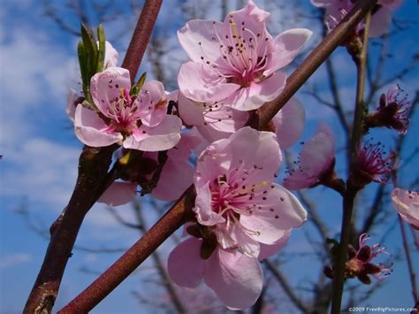 Peach Flowers – FREEBigPictures.com