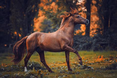 25 Horse Photography Tips: Take Great Equine Photography