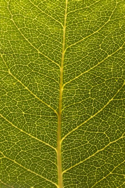 Premium Photo | Close-up of leaf veins