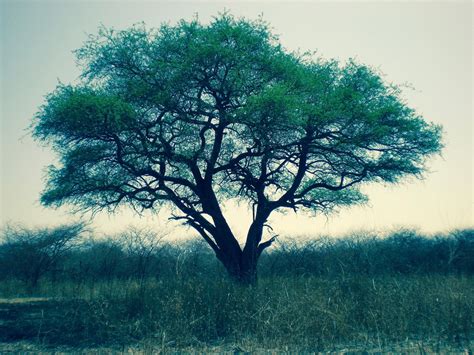 Tree in Waza National Park, Cameroon – Town to Town