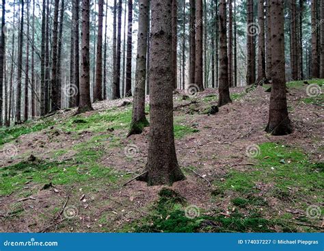 View Into A Dark Forest With Pine And Oak Trees Stock Image - Image of fall, darkness: 174037227