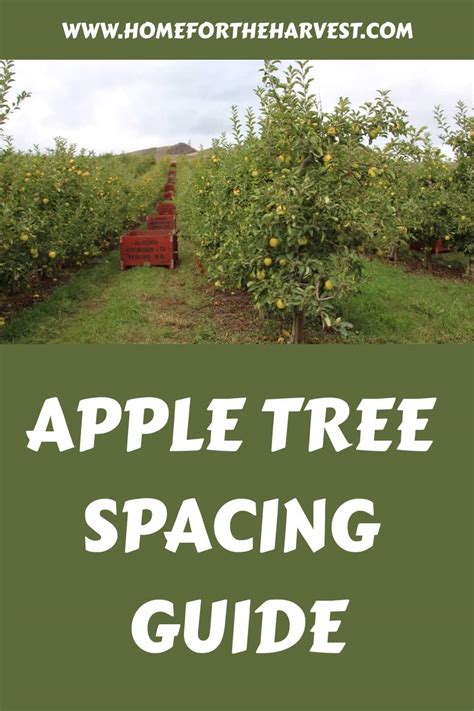 Apple tree spacing guide 🍎 🌳 Ensure healthy growth and fruitful yields