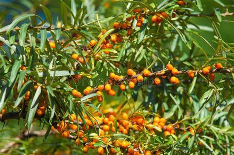 Sea-buckthorn on the Tree. Sea Buckthorn Plants are Incredibly I Stock ...