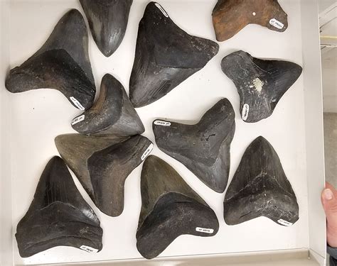 Are shark teeth fossils true fossils? – Research News