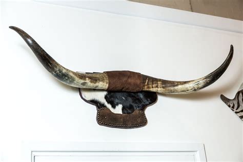 Decorative Longhorn Horns | Shelly Lighting