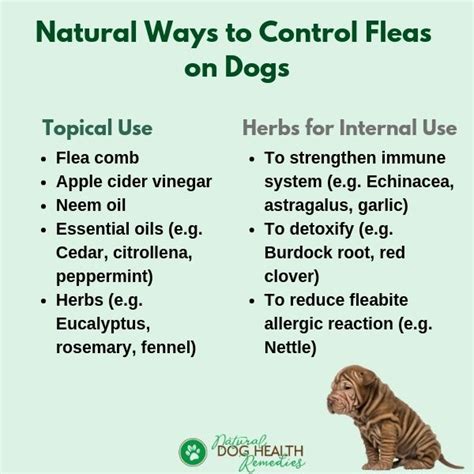 Natural Flea Control | How to Get Rid of Dog Fleas Naturally