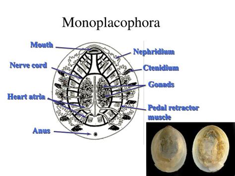 PPT - Phylum. Mollusca Class. Aplacophora √ Class. Polyplacophora √ Class. Monoplacophora ...