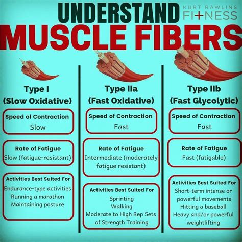 💥MUSCLE FIBER TYPES💥 - - - Follow @kurtrawlinsfitness for 🔑 fitness and ...