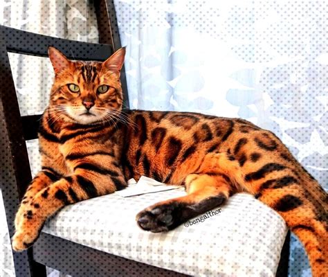 Bengal Cat Kittens Ma | bengal cat for sale