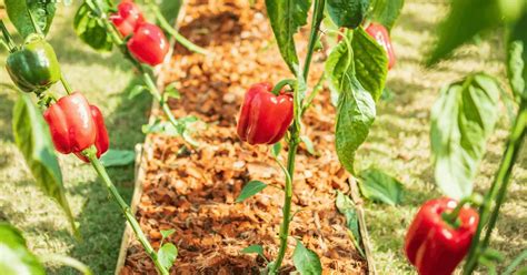 How to Space Pepper Plants for Great Results – Self Gardener