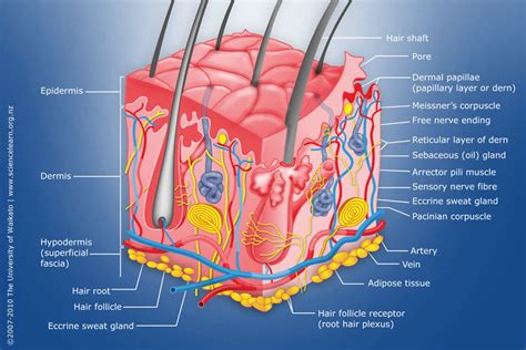 Diagram of human skin structure — Science Learning Hub