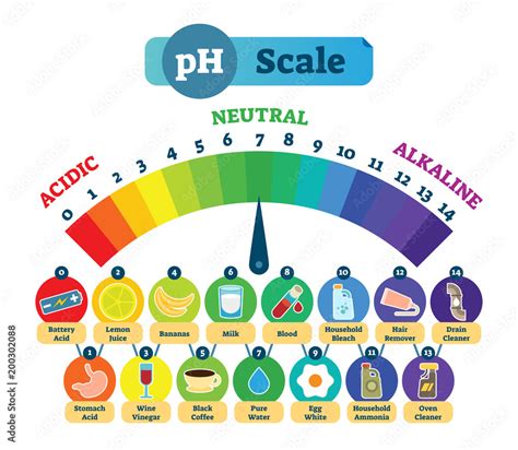 PH Acid Scale Vector Illustration Diagram with Acidic, Neutral and ...