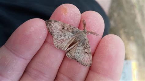 Spongy Moths: The tiny insect behind a big problem for NC forests ...