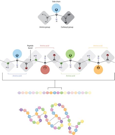 Protein Structure | Learn Science at Scitable