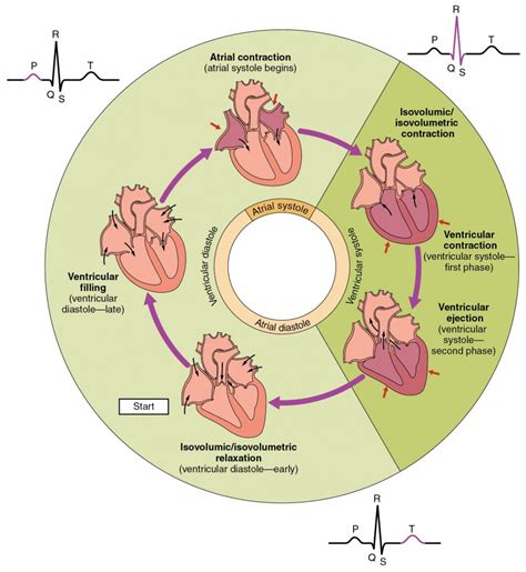 Cardiac Cycle | Anatomy and Physiology II