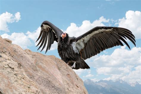 California Condor Wingspan: How Big It Is & How It Compares to Other Birds - Optics Mag