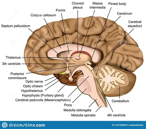 Human brain 3d model project corpus callosum - jawercredit